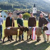 Braunes Bergschaf Bundeskilbernschau Öblarn Steiermark 2018
